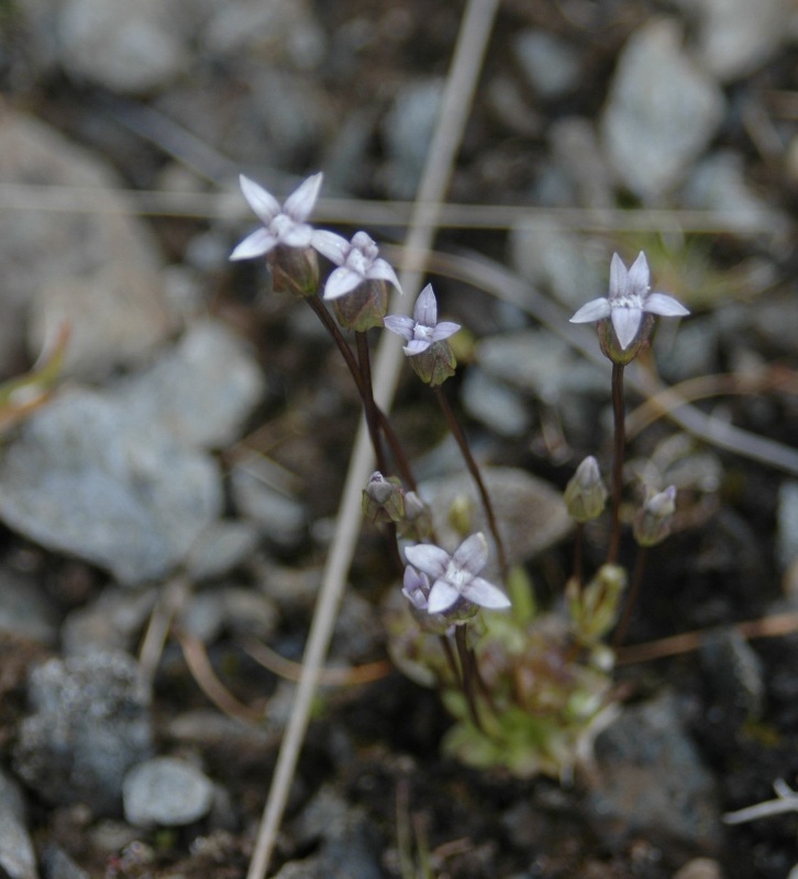 Image of Comastoma tenellum specimen.