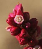 View full-size image Persicaria viscosa