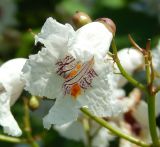 View full-size image Catalpa bignonioides
