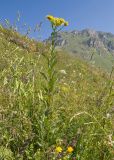 View full-size image Senecio propinquus