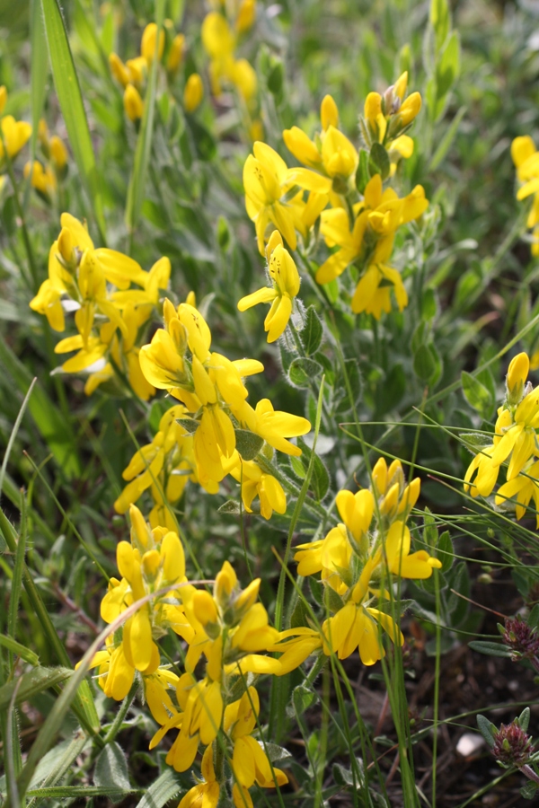 Image of Genista humifusa specimen.