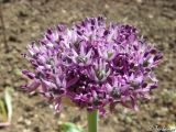 Allium cyrilli. Соцветие. Крым, Байдарская долина, окр. с. Тыловое. 20.05.2010.