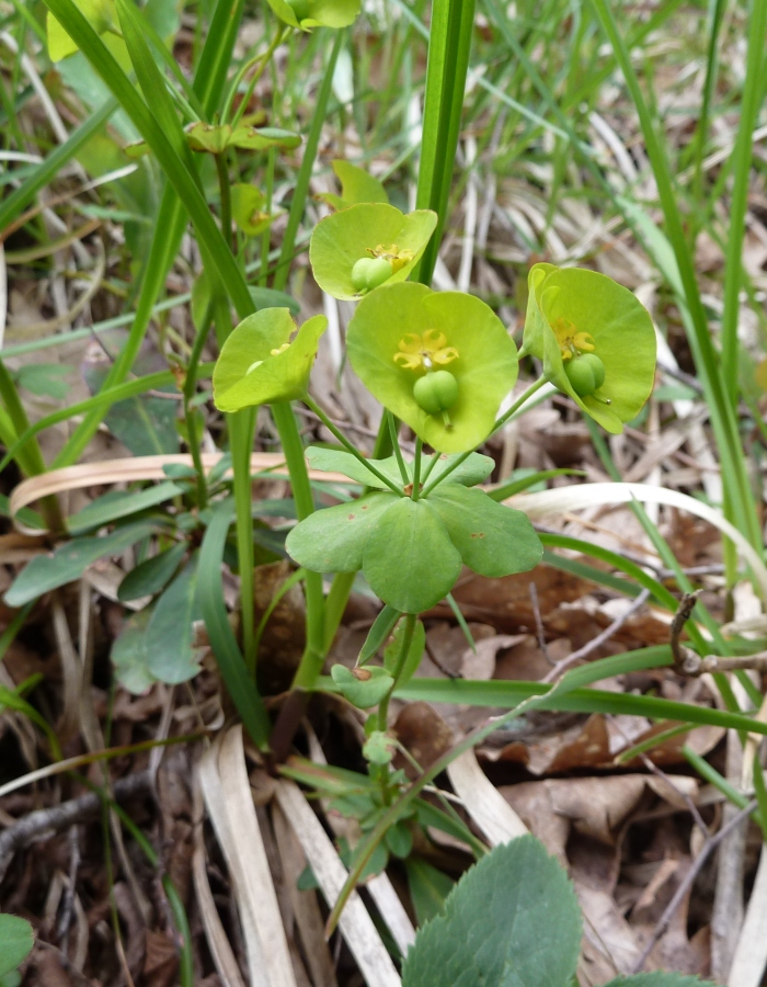 Изображение особи Euphorbia amygdaloides.