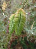 Bromus briziformis