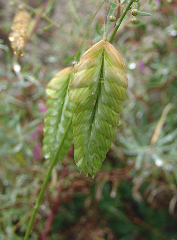 Image of Bromus briziformis specimen.