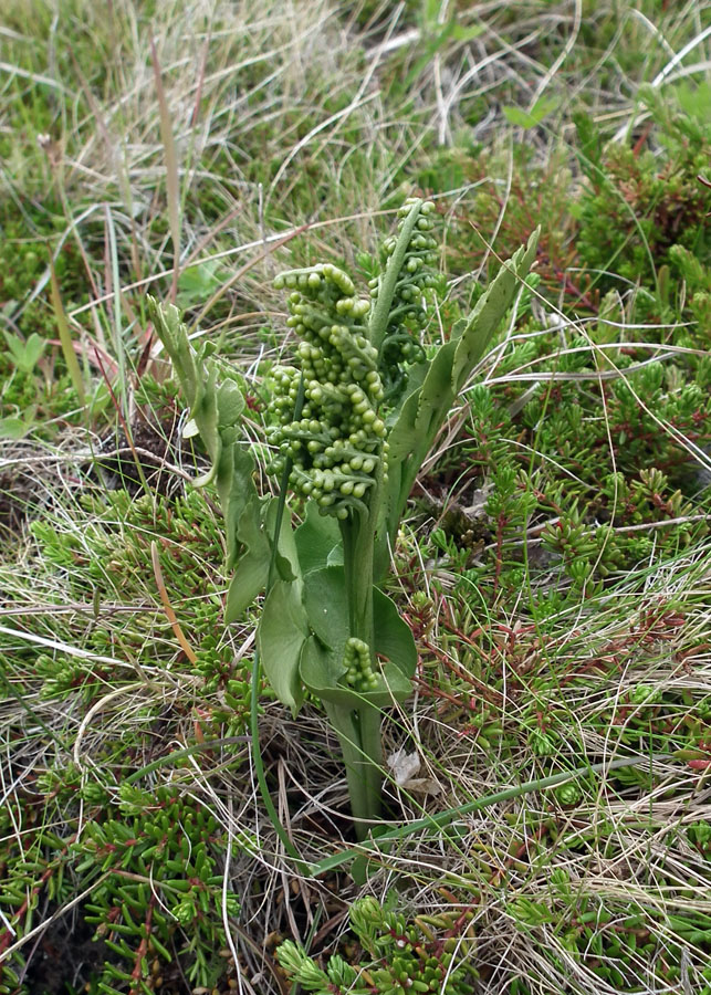 Изображение особи Botrychium lunaria.