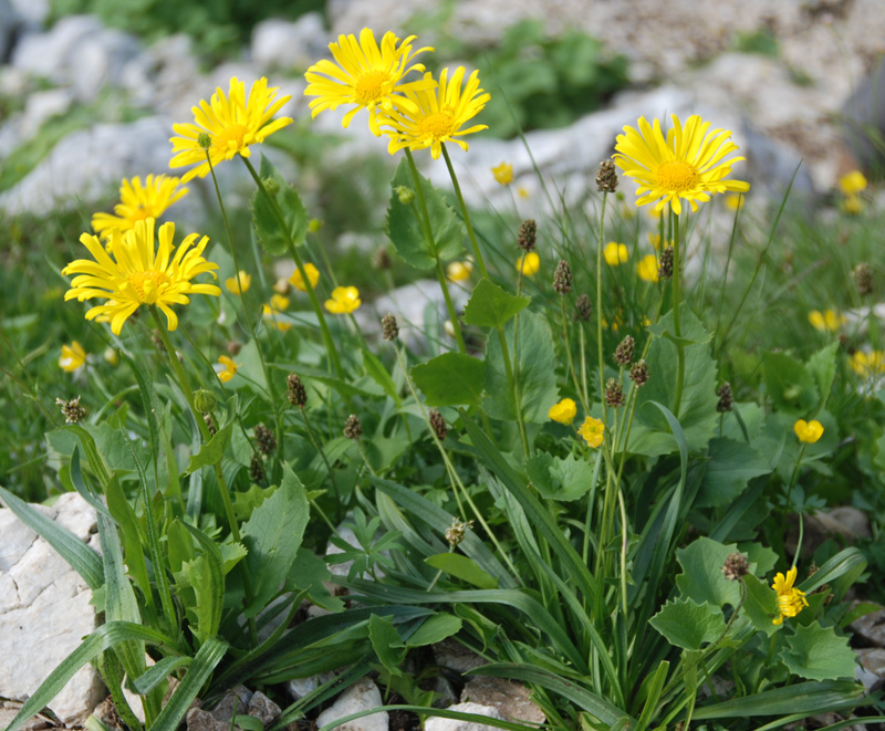 Image of Doronicum carpaticum specimen.