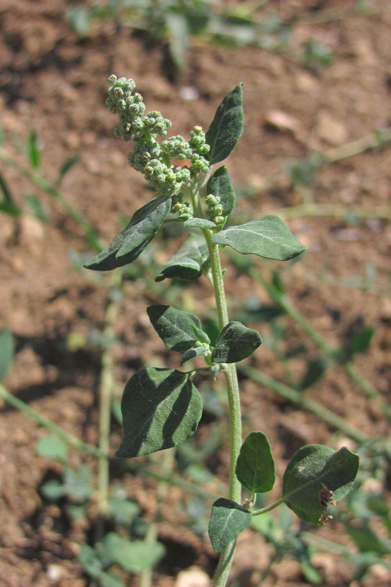 Image of Chenopodium vulvaria specimen.