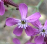 Silene lituanica