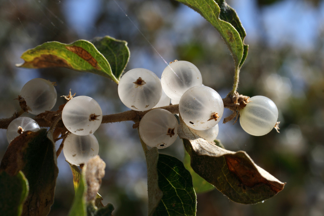 Image of Lonicera nummulariifolia specimen.