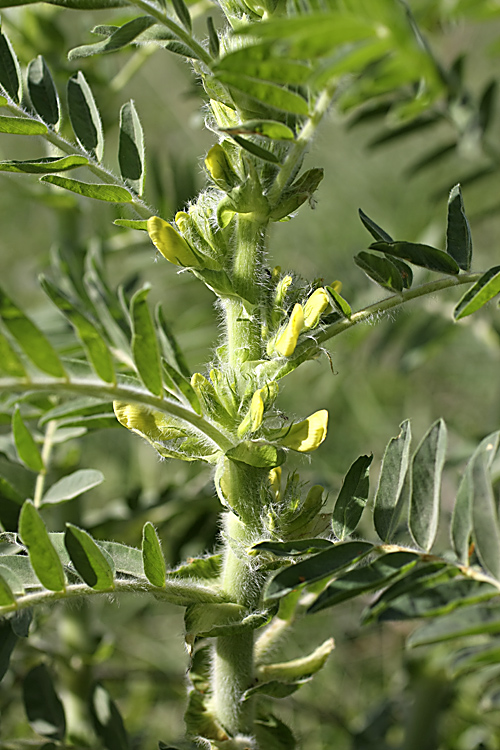 Изображение особи Astragalus sieversianus.