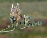 Astragalus chaetodon. Цветущий побег. Казахстан, Джамбульская обл., южнее оз. Балхаш. 13.05.2011.