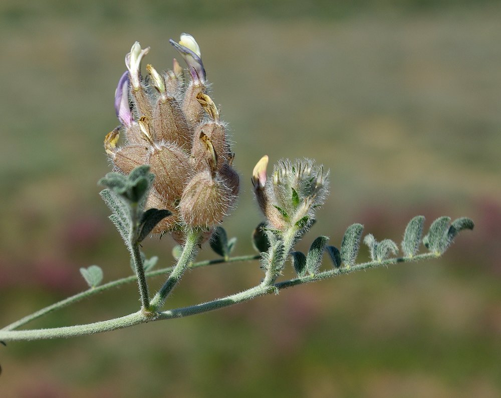 Image of Astragalus chaetodon specimen.