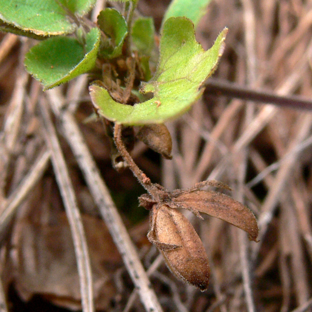 Image of Viola rupestris specimen.