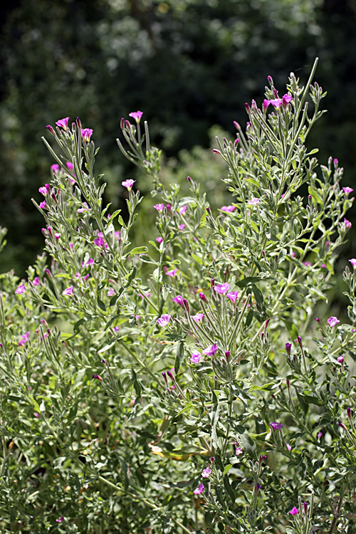 Изображение особи Epilobium velutinum.