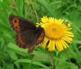 genus Inula. Соцветие с кормящейся чернушкой (Erebia sp.) и жуком-узконадкрылкой. Архангельская обл., Вельский р-н, луг близ р. Вель. 07.07.2011.