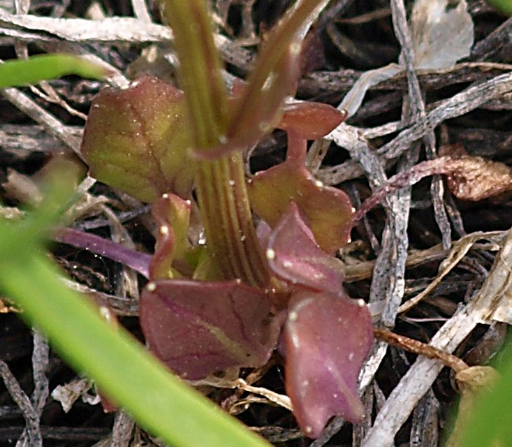 Image of Cochlearia arctica specimen.