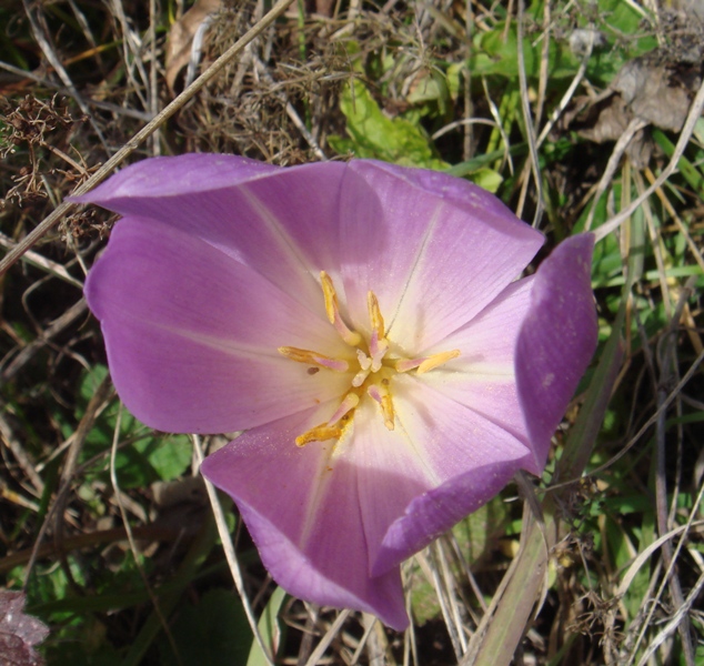 Image of Colchicum speciosum specimen.