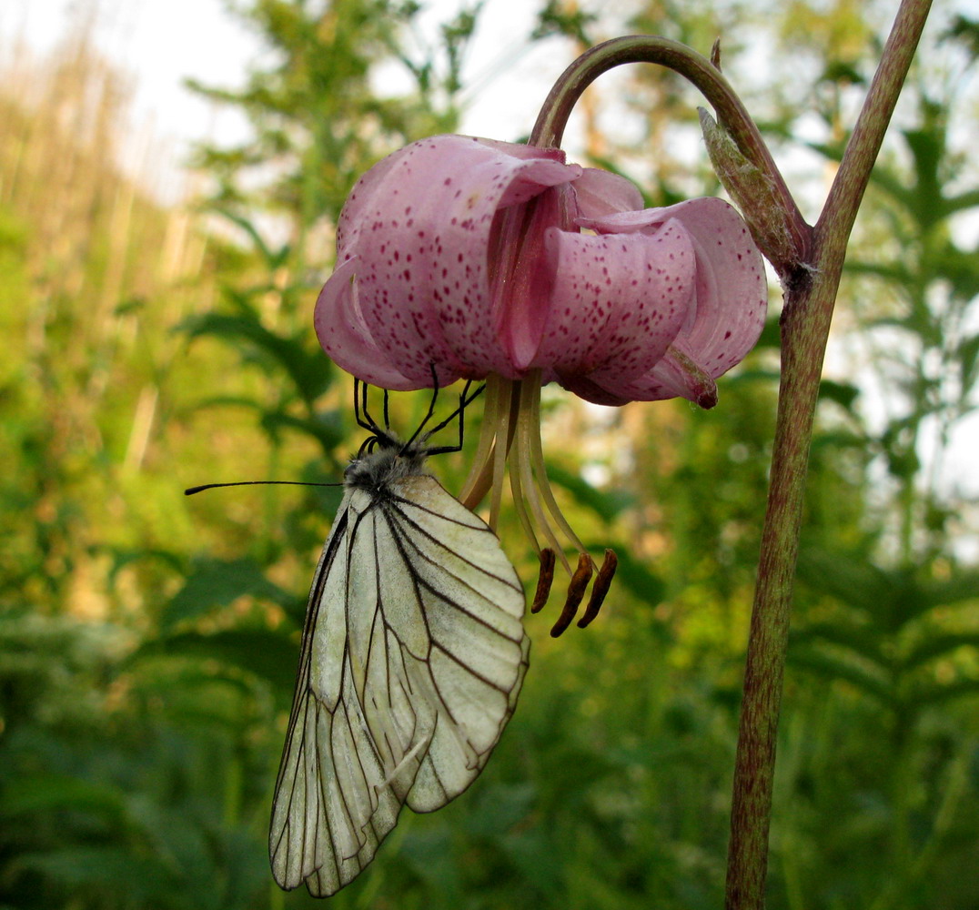 Image of Lilium pilosiusculum specimen.