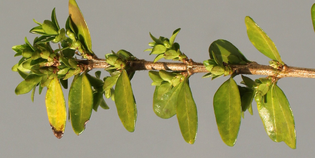 Image of Lonicera ligustrina var. pileata specimen.