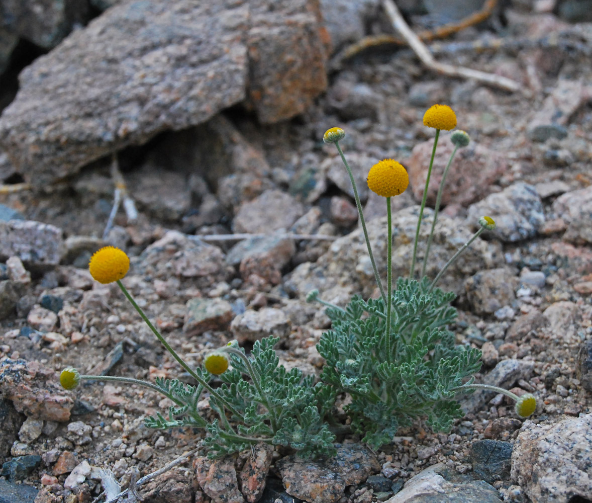 Image of Cancrinia discoidea specimen.