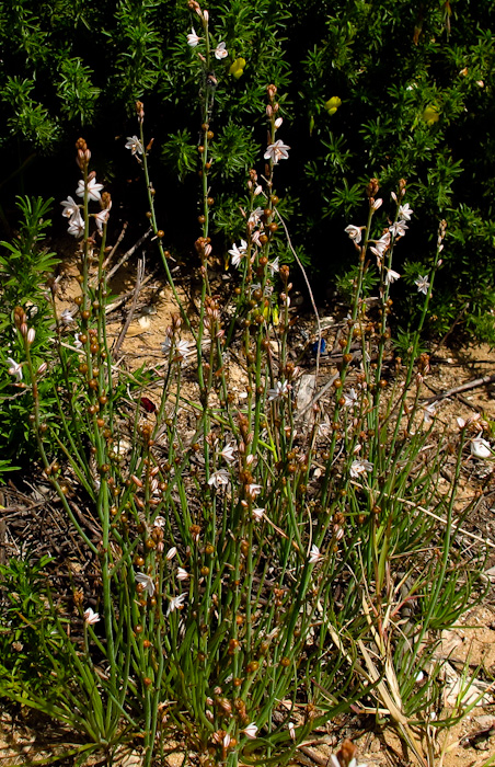 Image of Asphodelus tenuifolius specimen.