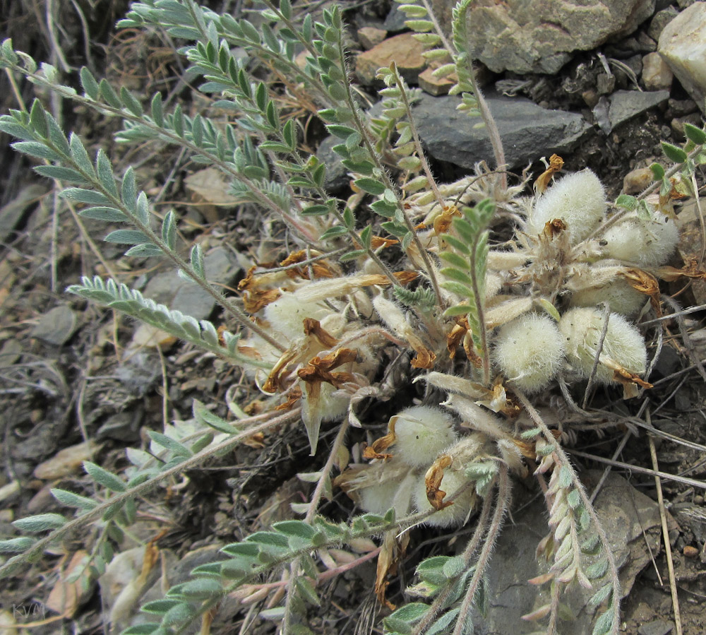 Изображение особи Astragalus testiculatus.