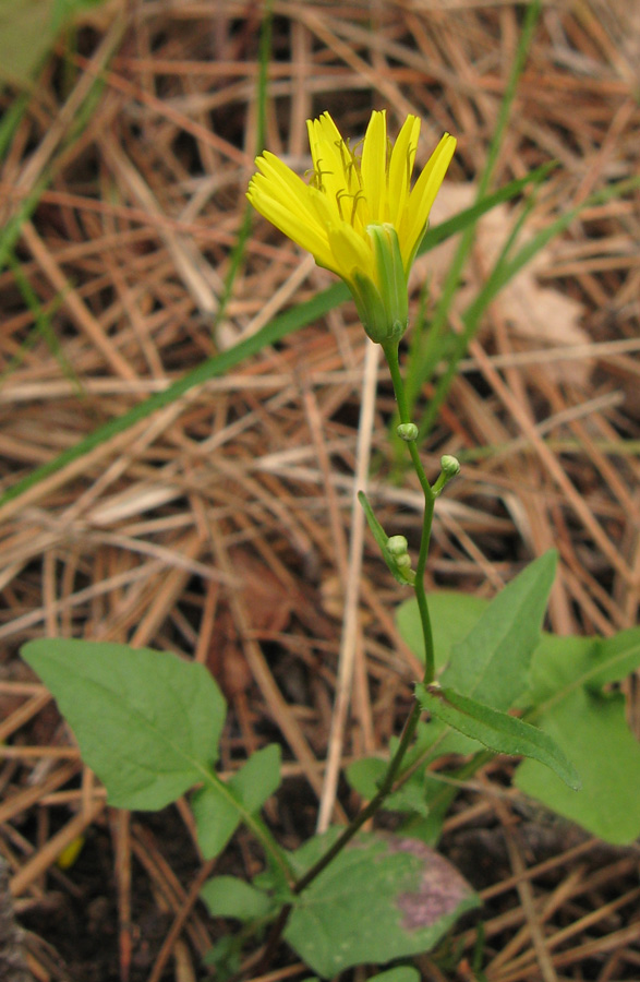 Image of Lapsana intermedia specimen.