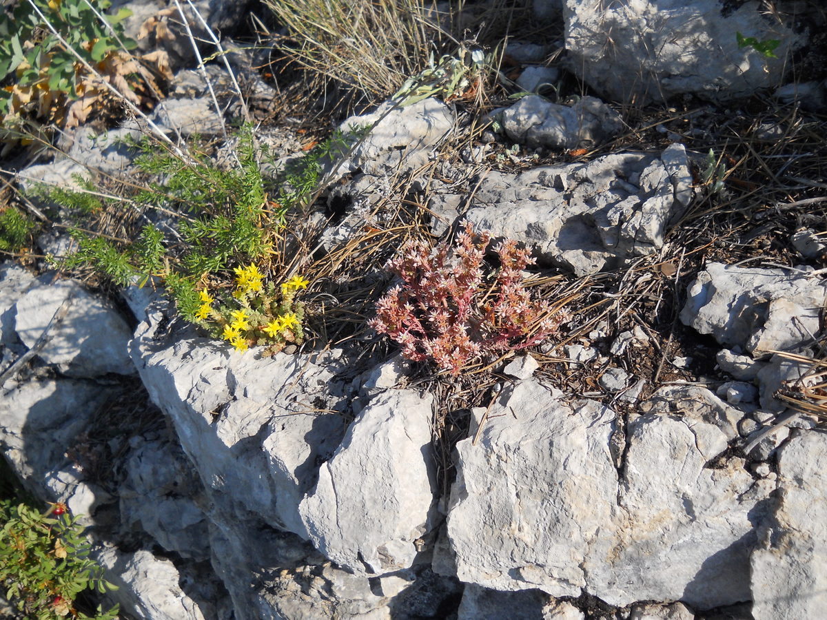 Image of genus Sedum specimen.