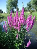 Lythrum salicaria