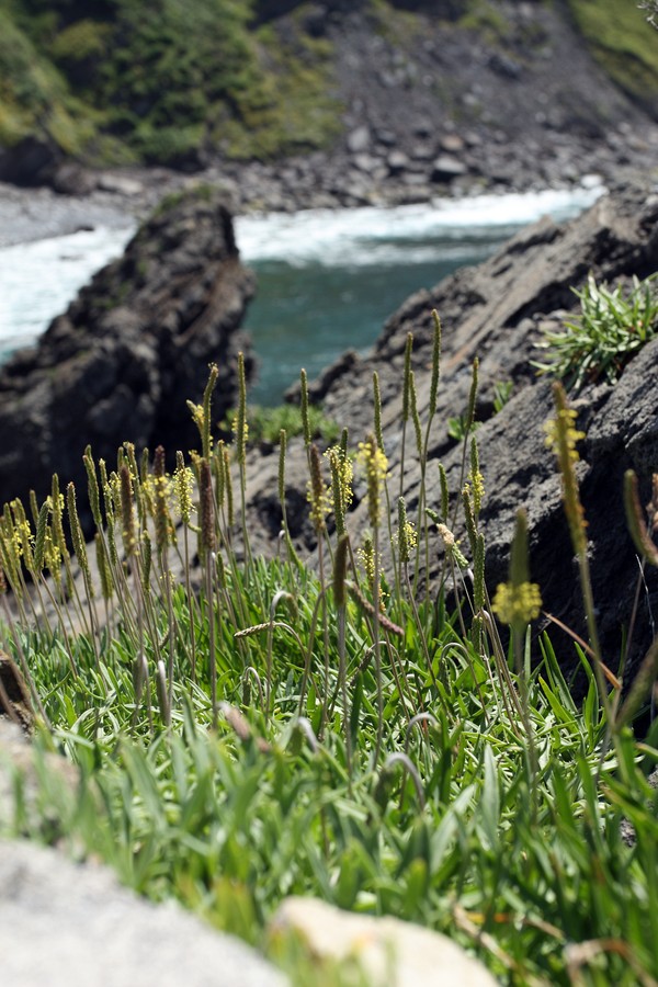 Image of Plantago maritima specimen.