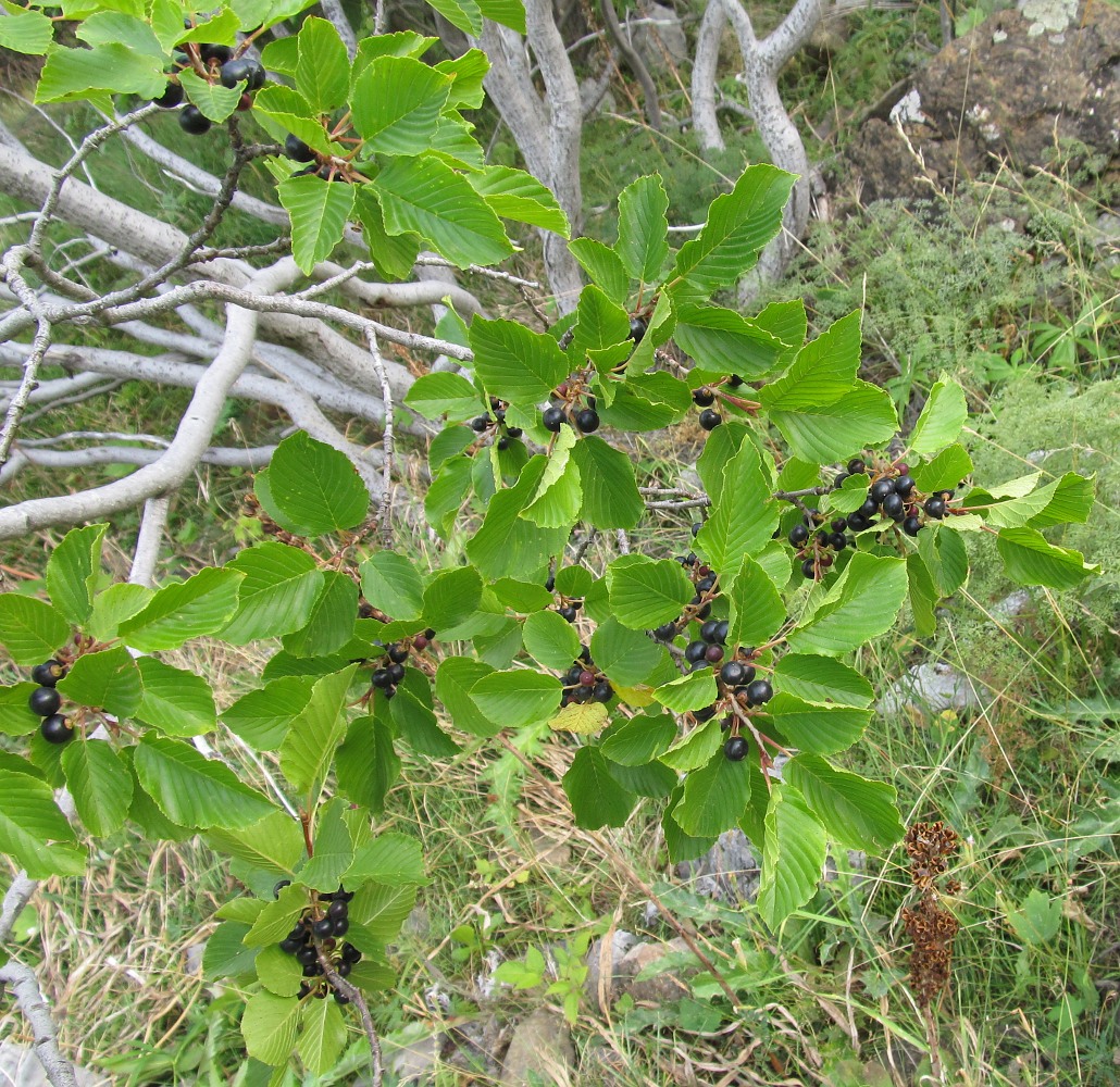 Image of Rhamnus alpina specimen.