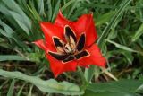 Tulipa lanata. Цветок. Узбекистан, г. Ташкент, Ботанический сад им. Ф.Н. Русанова. 12.04.2009.