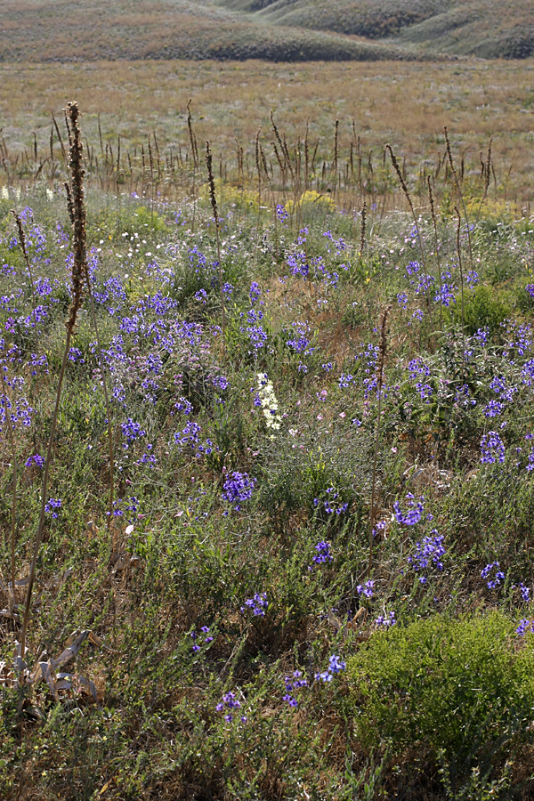 Изображение особи Delphinium longipedunculatum.