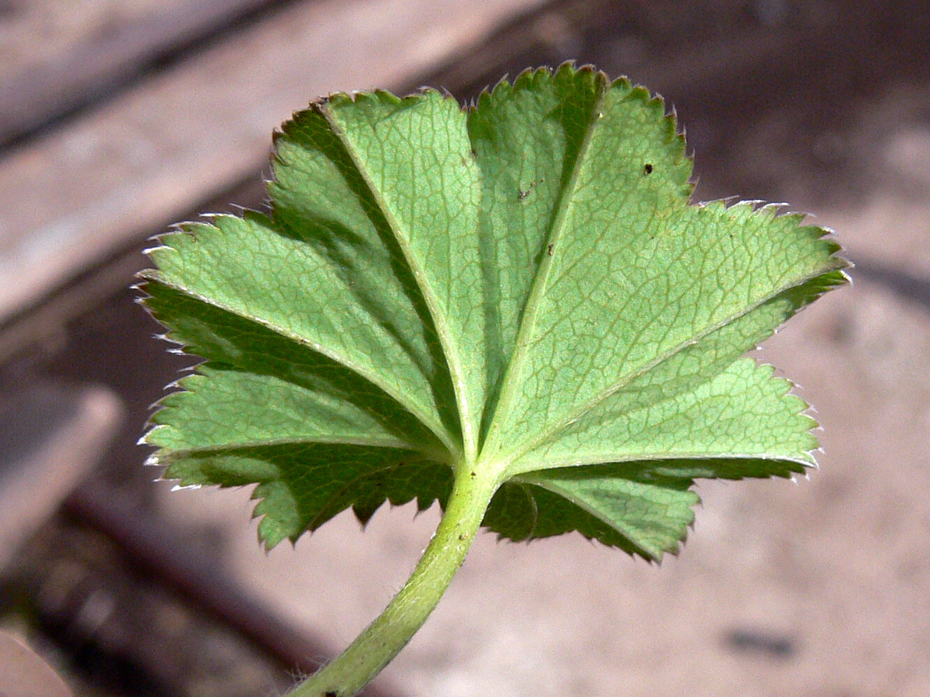 Изображение особи Alchemilla pycnoloba.