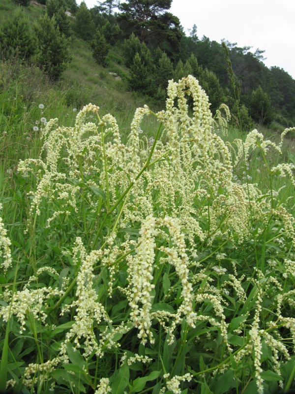 Изображение особи Aconogonon alpinum.