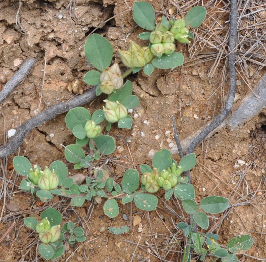 Image of Tripodion tetraphyllum specimen.