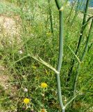 Foeniculum vulgare