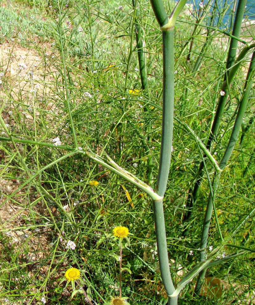 Image of Foeniculum vulgare specimen.