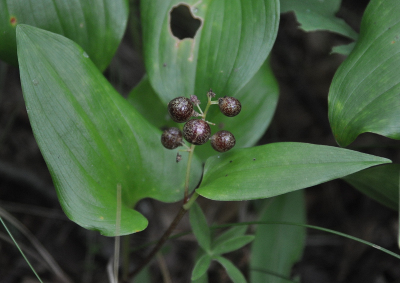 Image of Maianthemum dilatatum specimen.