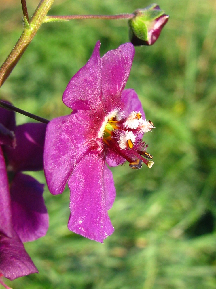 Image of Verbascum phoeniceum specimen.