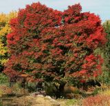 Acer palmatum. Старое дерево в осенней окраске. Германия, г. Krefeld, ботанический сад. 21.10.2012.