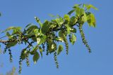 род Populus. Ветвь с завязавшимися плодами. Санкт-Петербург, 12.05.2009.