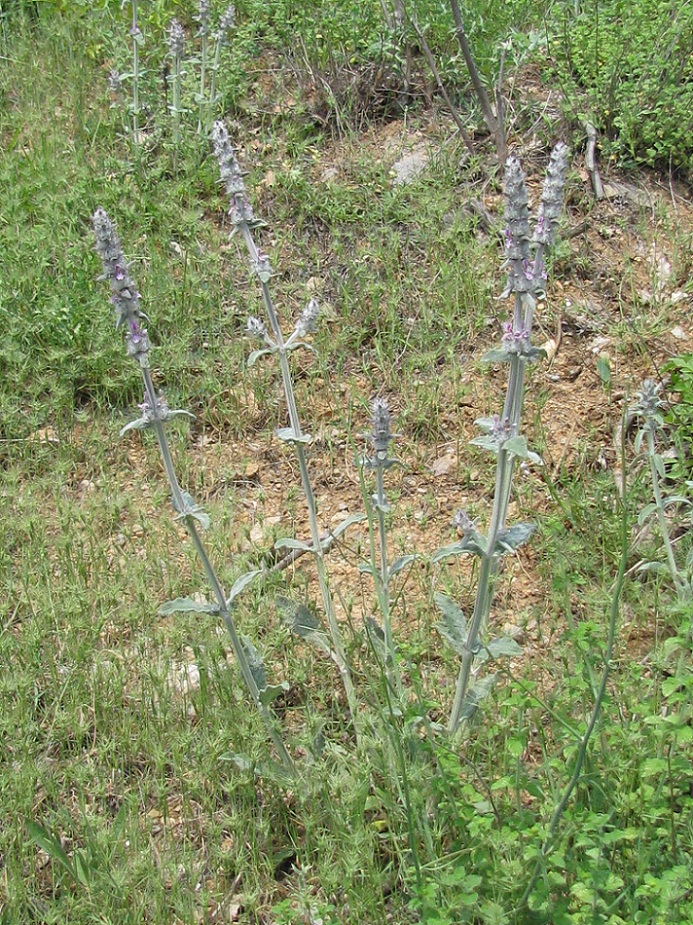 Изображение особи Stachys velata.