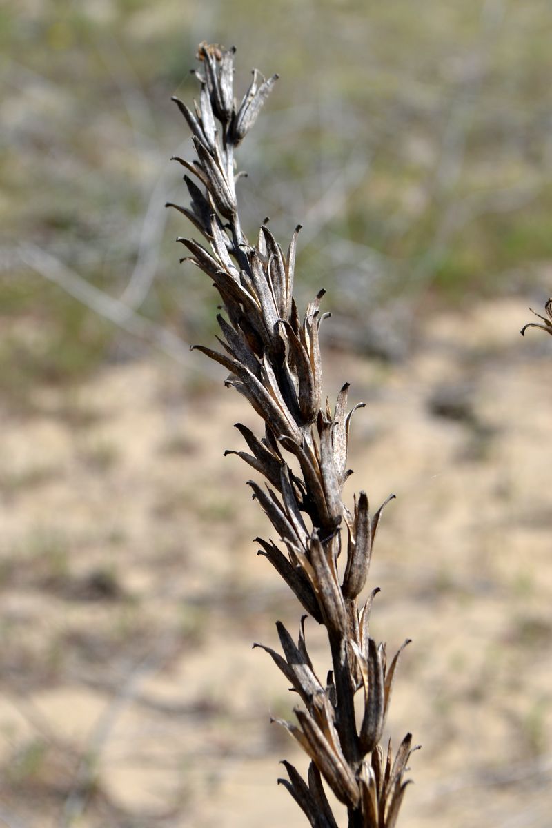 Image of genus Oenothera specimen.