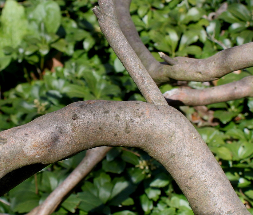 Image of Rhododendron reticulatum specimen.