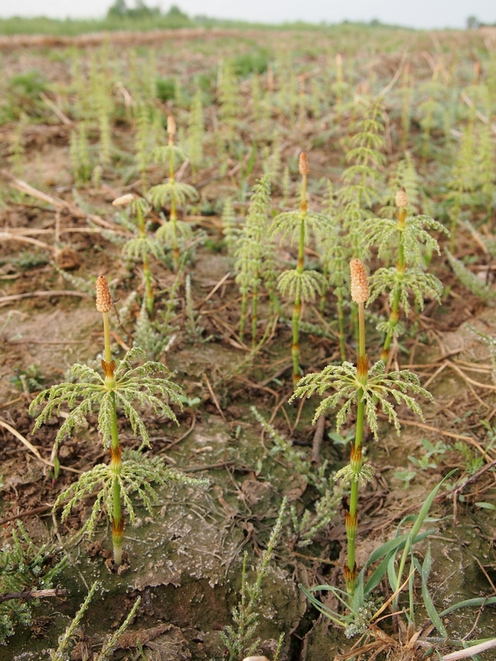 Изображение особи Equisetum sylvaticum.