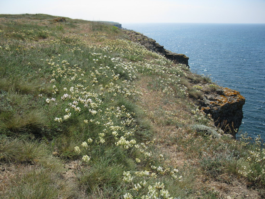 Image of Astragalus glaucus specimen.