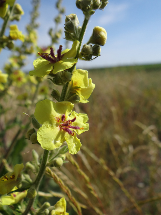 Image of Verbascum marschallianum specimen.