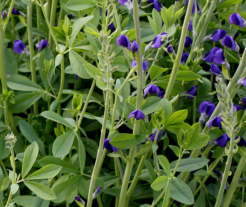 Изображение особи Baptisia australis.